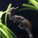 Aquadopt a Seahorse for Father's Day